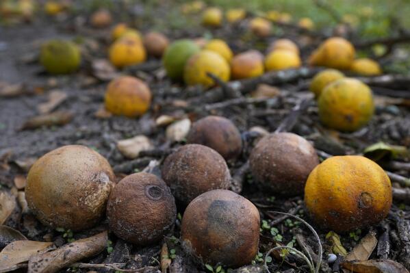 FILE - Oranges rot on the ground on Oct. 12, 2022, at Roy Petteway's Citrus and Cattle Farm after they were knocked off the trees from the effects of Hurricane Ian in Zolfo Springs, Fla. According to U.S. Agriculture Department estimates released Friday, Dec. 9, production of oranges in Florida is forecast to drop by 36% for this season compared with estimates from October, in part a reflection of twin hurricanes that battered growing regions. (AP Photo/Chris O'Meara, File)