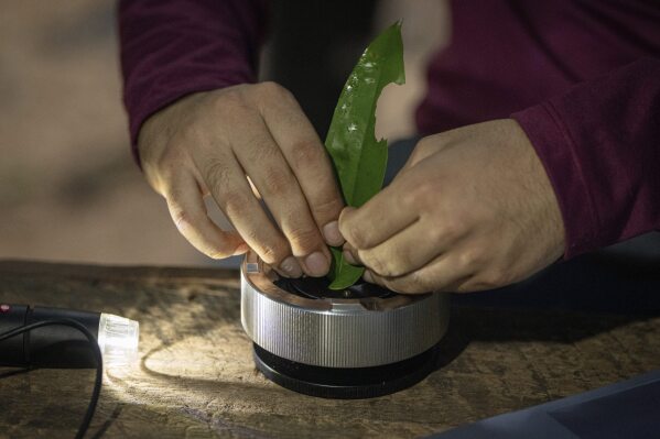 Researcher Joao Paulo analyzes humidity of a tree's leaves as part of the Esecaflor project in the Caxiuana National Forest, Para state, Brazil, Thursday, March 20, 2025. (AP Photo/Jorge Saenz)