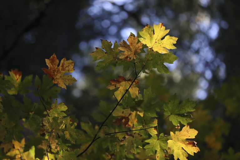 Sun shines on leaves on a big leaf maple tree in the Willamette National Forest, Ore., Friday, Oct. 27, 2023. (AP Photo/Amanda Loman)