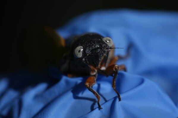 A blue-eyed periodical cicada is held in a gloved hand at the Morton Arboretum on Thursday, June 6, 2024, in Lisle, Ill. Blue-eyed periodical cicadas are the result of a rare mutation. (AP Photo/Carolyn Kaster)