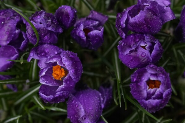 FILE - Flowers bloom in St. James's Park after rain in London on February 22, 2024. The Earth surpassed global heat records in February, according to the European Union's climate agency Copernicus.  (AP Photo/Alastair Grant, File)