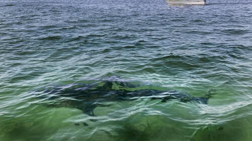 CORRECTS BYLINE TO PHIL MARCELO INSTEAD OF CHARLES KRUPA - FILE - A white shark swims across a sand bar off the Massachusetts coast of Cape Cod, Aug. 13, 2021. Recent shark bites in Florida and Hawaii and a suspected case in New Jersey have peaked interest in the age-old summer question of whether it's safe to go in the water. (AP Photo/Phil Marcelo, File)