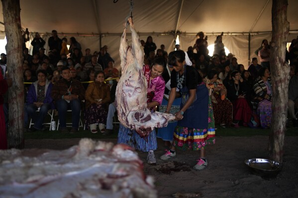 Miss Navajo Nation pageant contestant Amy Begaye, left, butchers a sheep with help from Kashlynn Benally during a sheep-butchering contest, Monday, Sept. 4, 2023, on the Navajo Nation in Window Rock, Ariz. "We butcher the sheep because it is a way of our life," said Begaye, who won this year's pageant. (AP Photo/John Locher)