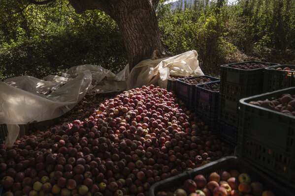 Harvested apples are prepared to be shipped and sold across Morocco in a town that was affected by the earthquake, in Anerni, outside Marrakech, Morocco, Friday, Oct. 6, 2023. Morocco has pledged to rebuild from a September earthquake in line with its architectural heritage. Villagers and architects agree that earthquake-safe construction is a top priority. That’s created a push for modern building materials. But the government says it wants to rebuild in line with Morocco’s cultural and architectural heritage. (AP Photo/Mosa'ab Elshamy)