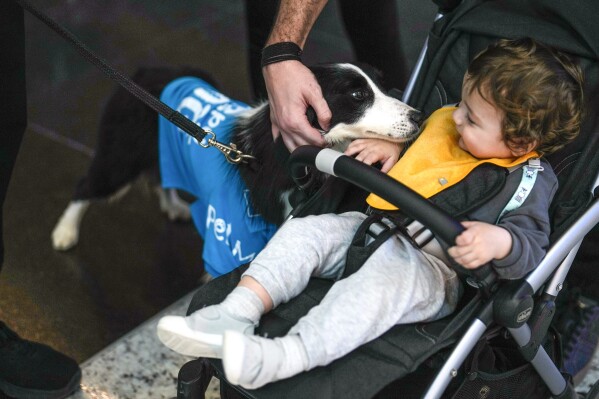 A traveller pets the airport therapy dog Alita while walking through Istanbul Airport in Turkey, Wednesday, April 3, 2024. (AP Photo/Khalil Hamra)