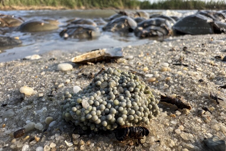 An unearthed cluster of horseshoe crab eggs lay near spawning horseshoe crabs at Reeds Beach in Cape May Court House, N.J., Tuesday, June 13, 2023.  (AP Photo/Matt Rourke)