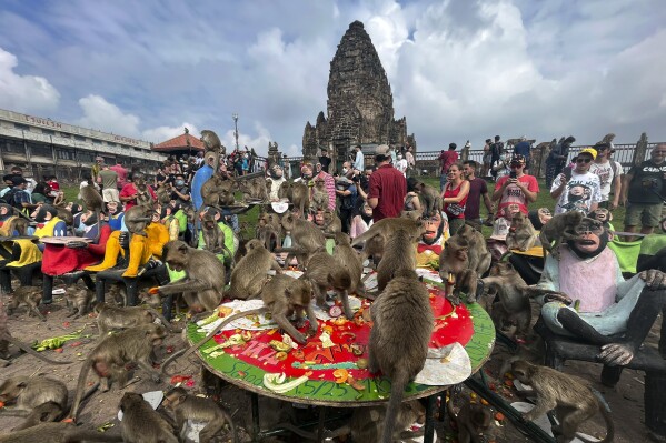FILE - Monkeys eat fruit during monkey feast festival in Lopburi province, Thailand. Sunday, Nov. 27, 2022. Thai wildlife officials laid out a plan on Wednesday, March 3, 2024, to bring peace to a central Thai town after at least a decade of human-monkey conflict. (AP Photo/Chalida EKvitthayavechnukul, File)