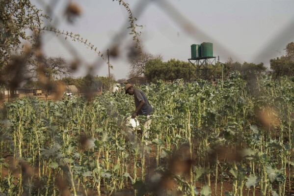 A villager tends to his vegetable garden in a plot that is part of a climate-smart agriculture program funded by the United States Agency for International Development in Chipinge, Zimbabwe, Sept. 19, 2024. (AP Photo/Aaron Ufumeli, File)