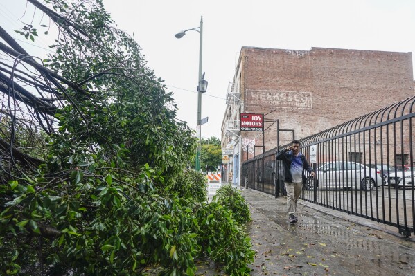 A man walks past a fallen tree blocking off a road, Sunday, Aug. 20, 2023, in Los Angeles. Tropical Storm Hilary swirled northward Sunday just off the coast of Mexico's Baja California peninsula, no longer a hurricane but still carrying so much rain that forecasters said "catastrophic and life-threatening" flooding is likely across a broad region of the southwestern U.S. (AP Photo/Ryan Sun)