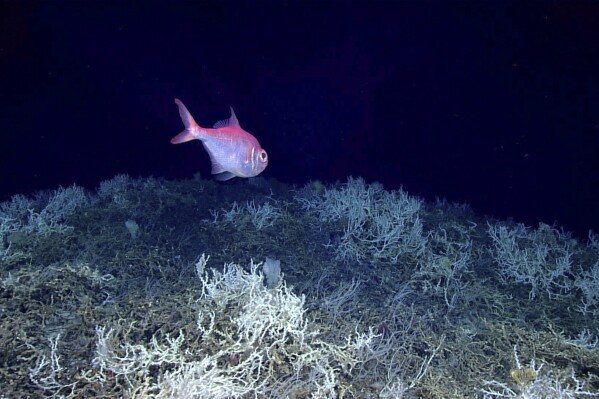 In this image provided by NOAA Ocean Exploration, an alfonsino fish swims above a thicket of Lophelia pertusa coral during a dive on a cold water coral mound in the center of the Blake Plateau off the southeastern coast of the U.S., in June 2019. In January 2024, scientists announced they have mapped the largest coral reef deep in the ocean, stretching hundreds of miles off the U.S. coast. While researchers have known since the 1960s that some coral were present off the Atlantic coast, the reef's size remained a mystery until new underwater mapping technology made it possible to construct 3D images of the ocean floor. (NOAA Ocean Exploration via AP)