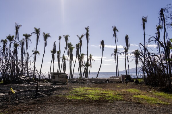 FILE - Wilted palm trees line a destroyed property, Friday, Dec. 8, 2023, in Lahaina, Hawaii. The nonprofit Entertainment Industry Foundation says the People's Fund of Maui, which was started by Oprah Winfrey and Dwayne Johnson to benefit survivors of the wildfires last summer, has given away almost $60 million over six months to 8,100 adults. (AP Photo/Lindsey Wasson, File)
