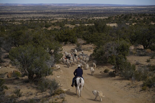Jay Begay moves his flock of sheep while on horseback near his home Sunday, Oct. 30, 2022, near the community of Rocky Ridge, Ariz., on the Navajo Nation. (AP Photo/John Locher)