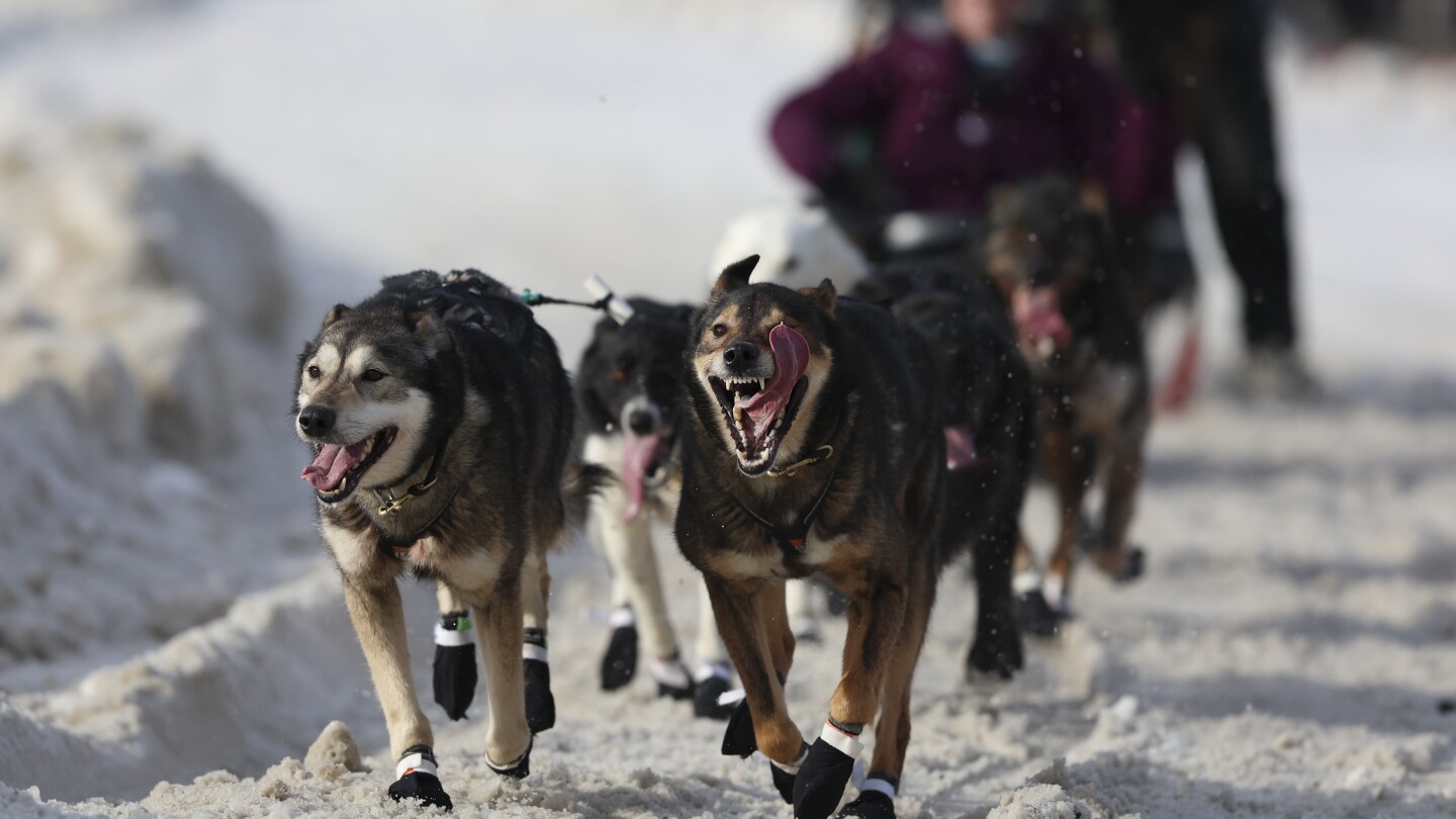 World's most famous sled dog race kicks off in Alaska World's most famous sled dog race kicks off in Alaska