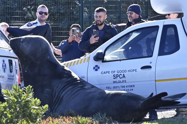 Members of the Society for the Prevention of Cruelty to Animals (SPCA) watch an elephant seal cornered on a street in Gordon's Bay, near Cape Town, South Africa, Tuesday, May 27, 2025. (AP Photo)