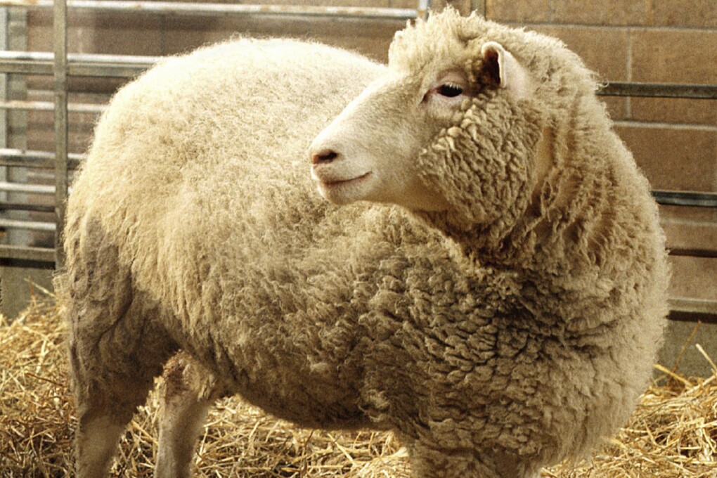 FILE - Dolly, the first cloned sheep produced through nuclear transfer from differentiated adult sheep cells, is seen in its pen at the Roslin Institute in Edinburgh, Scotland, in early December, 1997. The British scientist who led the team that cloned Dolly the Sheep in 1996, Ian Wilmut, has died at age 79. Wilmut set off a global discussion about the ethics of cloning when he announced that his team at Roslin had cloned Dolly using the nucleus of a cell from an adult sheep. (AP Photo/John Chadwick, File)