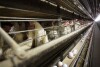 FIȘAR - Puii stau în cuști la Rose Acres Farms, luni, 16 noiembrie 2009, lângă Stuart, Iowa.  Un juriu federal din Illinois a acordat despăgubiri în valoare de 17,7 milioane de dolari mai multor mari producători de alimente care au dat în judecată mari producători de ouă în urmă cu 12 ani pentru o conspirație pentru a controla aprovizionarea cu ouă în Statele Unite, potrivit avocaților care reprezintă acele companii.  2023 Dec.  1 Hotărârea de daune a venit vineri.  (AP Photo/Charlie Neibergall, File)