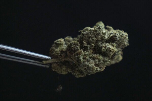 Founder of Highland cafe Rattapon Sanrak prepares flower bud of marijuana for customers at his shop in Bangkok, Thailand, Monday, Feb. 12, 2024. Thailand almost two years ago spawned a highly visible retail industry when it decriminalized the sale and possession of cannabis, but now appears set to tighten controls to ban its recreational use. (AP Photo/Sakchai Lalit)