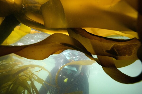 Scientific diver Morgan Murphy-Cannella swims past bull kelp as she surveys a reforestation project, Friday, Sept. 29, 2023, near Caspar, Calif. Kelp forests play an integral role in the health of the world’s oceans, one of the issues being discussed at the United Nations climate summit in Dubai. (AP Photo/Gregory Bull)