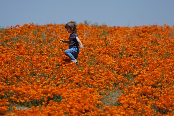 FILE - Eli Karp, visiting from Thousand Oaks, Calif., with his family, walks in a field of blooming poppies near the Antelope Valley California Poppy Reserve, Monday, April 10, 2023, in Lancaster, Calif. (AP Photo/Marcio Jose Sanchez, File)