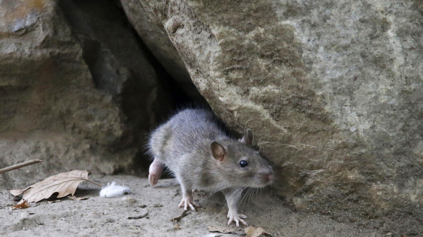 Rats! More rodents are infesting cities as scientists say warmer temperatures mean more rat babies