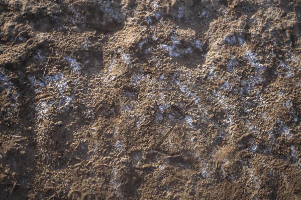 Salt buildup is visible on the bank of the Moulouya River in Nador, Morocco, Friday, March 8, 2024. (AP Photo/Mosa'ab Elshamy)