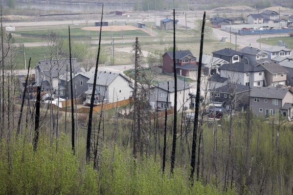Burned trees from the 2016 wildfire stand sentinel over a neighbourhood in Fort McMurray, Alta., on Wednesday, May 15, 2024. (Jeff McIntosh /The Canadian Press via AP)