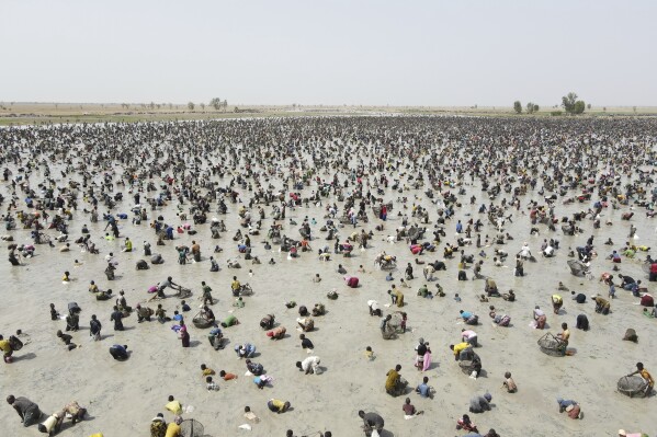 Thousands of fishermen fill a large muddy pond and cast their nets in the southern Mali town of San, Thursday, June 6, 2024, for Snake mon, a collective fishing rite that begins with animal sacrifices and offerings to the water spirits of Sanké pond. For several hundred years, people have gathered for the rite, which is on UNESCO's list of intangible cultural heritage. Heatwaves in Mali in recent years have caused the pond to start drying out. (AP Photo/Moustapha Diallo)