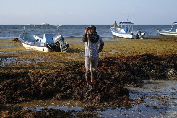 
              A worker pauses from removing sargassum seaweed from the shore of Playa del Carmen, Mexico, Wednesday, May 8, 2019. The problem affects almost all the islands and mainland beaches in the Caribbean. (AP Photo/Victor Ruiz)
            