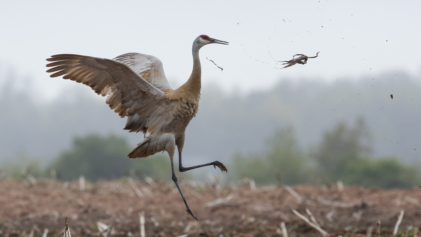 Committee studying how to manage Wisconsin sandhill cranes