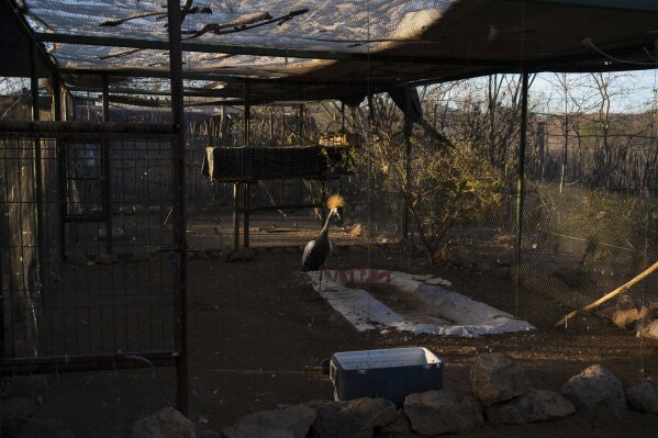 An elephant bird stands in its enclosure at the animal refuge Ostok Sanctuary, on the outskirts of Culiacan, Mexico, Monday, May 19, 2025. (AP Photo/Felix Marquez)