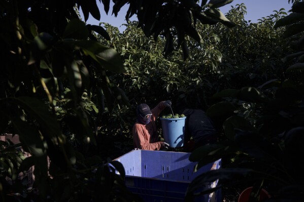 A worker from Thailand harvests avocados in a farm field of Kibbutz Nahal Oz, Israel, Wednesday, Feb. 7, 2024. (AP Photo/Leo Correa)