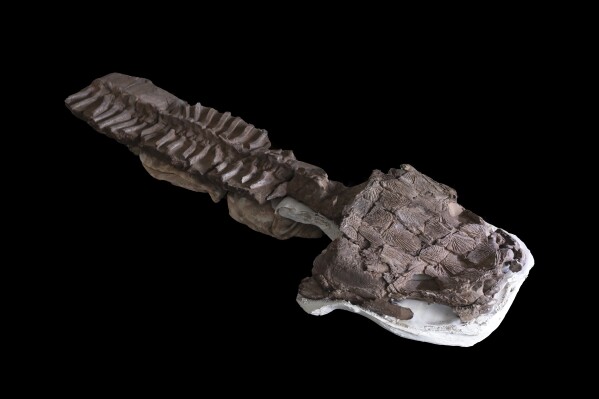 This July 2, 2018 image provided by Claudia Marsicano shows an image of the nearly complete skeleton from fossils recovered in Namibia of a giant salamander-like creature at the Paleontology lab in Cape Town, South Africa. (Claudia Marsicano via AP)