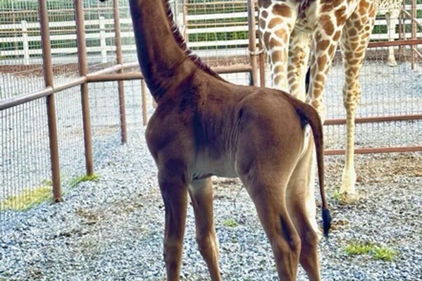 This undated photo provided by Brights Zoo in Limestone, Tenn., shows a plain brown female reticulated giraffe that was born on July 31, 2023, at the family-owned zoo. David Bright, one of the zoo's owners, said the animal is a rarity: Research found another giraffe that was born without a pattern in Tokyo in 1972 and two others before that. The spots serve as camouflage for giraffes in the wild. (Tony Bright/Brights Zoo via AP)