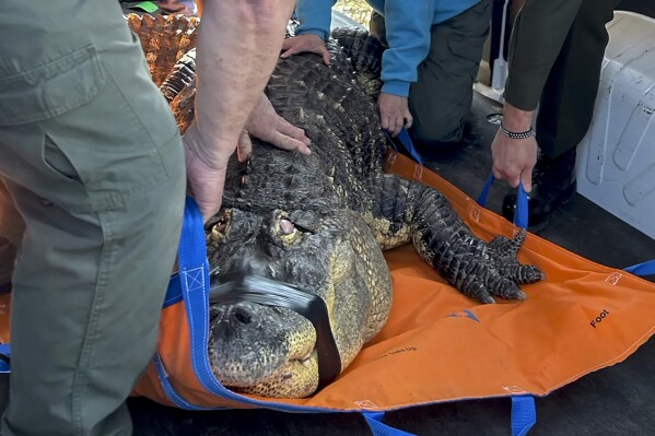 FILE — In this photo provided by the New York Department of Environmental Conservation, DEC officers secure an 11-foot (3.4-meter) alligator for transport after it was seized from a home where it was being kept illegally in Hamburg, N.Y., March 13, 2024. Tony Cavallaro, whose alligator Albert was seized, is suing the state Department of Environmental Conservation in an effort to get him back, saying the agency was wrong not to renew a license for the pet he'd raised for more than 30 years. (New York DEC via ĢӰԺ, File)