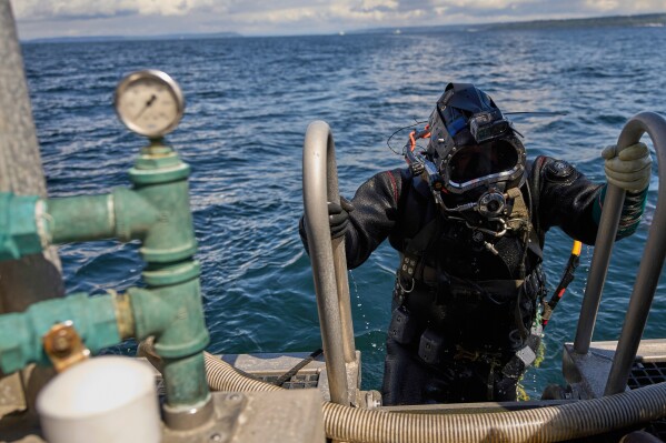 Suquamish Seafoods diver Joshua George returns to the F/V Carriere  on April 21, 2025, after a sample harvest of geoducks to send in for testing on the waters of Puget Sound near Suquamish, Washington. (AP Photo/Lindsey Wasson)