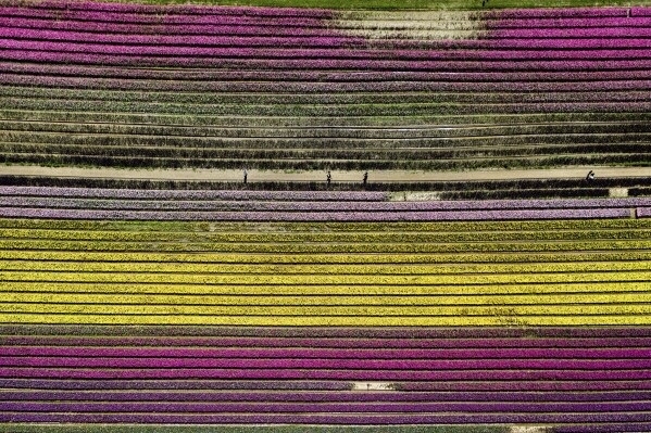 In this photo taken using a drone, people walk between rows of tulips at the Harrison Tulip Festival, in Agassiz, British Columbia, on Thursday, May 2, 2024. (Darryl Dyck/The Canadian Press via AP)