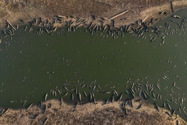 Caimans gather on the banks of the almost dried-up Bento Gomes River in the Pantanal wetlands near Pocone, Mato Grosso state, Brazil, Nov. 15, 2023. (AP Photo/Andre Penner)