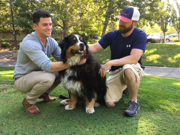 
              Jack Weaver, left, and his brother in law, Patrick Widen, pose with Izzy, a 9-year-old Bernese Mountain Dog, who belongs to Weaver's parents, Saturday, Oct. 14, 2017, in Windsor, Calif. Weaver and Widen were surprised to discover that Izzy was uninjured in a ferocious wildfire that destroyed the parents' Northern California neighborhood Monday. Weaver, who was filming the scene for his parents, captured the moment on his phone in a video that's gone viral on Facebook, providing a rare bit of good news amid endless scenes of severe destruction. (AP Photo/Jonathan Copper)
            