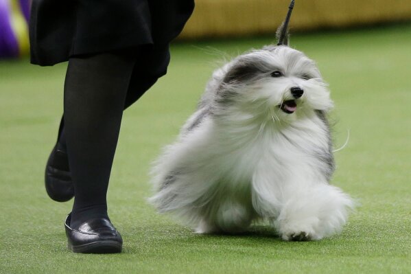Bono, a Havanese, competes in Best in Show at the 143rd Westminster Kennel Club Dog Show on Tuesday, Feb. 12, 2019, in New York. King, a wire fox terrier, won Best in Show. Bono came in second among the more than 2,800 dogs who entered. (AP Photo/Frank Franklin II)