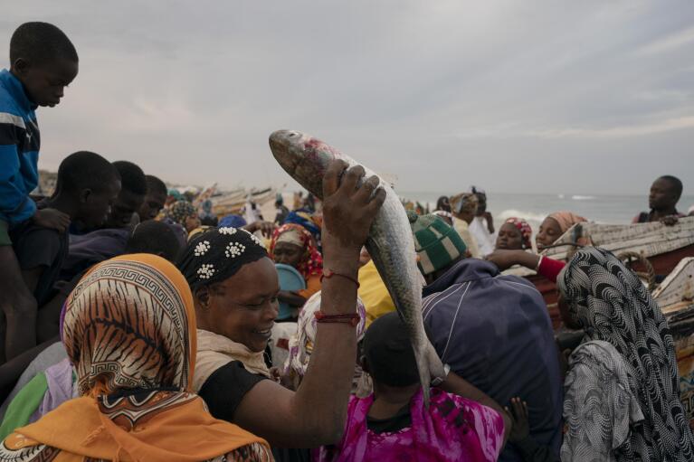 A woman holds up a fish after getting it for free on a beach in Saint Louis, Senegal, Wednesday, Jan. 18, 2023. After unloading their main catch to be sold, some fishermen distribute the remaining fish to the families of the community. (AP Photo/Leo Correa)