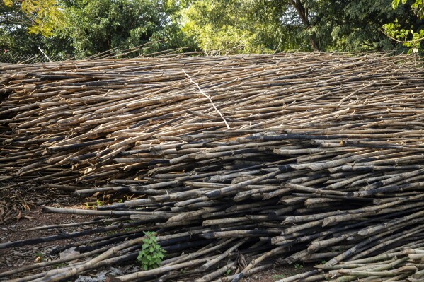 O bambu seco fica na Fazenda Kitara, perto de Mbarara, Uganda, em 8 de março de 2024. O cultivo de bambu está em ascensão em Uganda, onde a cultura resistente e de rápido crescimento é vista pelo governo como tendo potencial de crescimento real. (Foto AP/Dipak Moses)