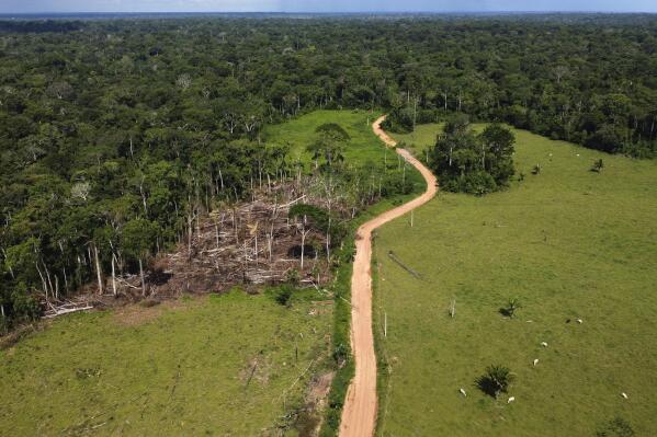 FILE - Cows roam an area recently deforested in the Chico Mendes Extractive Reserve, Acre state, Brazil, Tuesday, Dec. 6, 2022. Brazilian President Luiz Inácio Lula da Silva unveiled a plan on Monday, June 5, 2023, to end illegal deforestation in the Amazon, a major campaign pledge that is a critical step in addressing the country’s significant carbon emissions from the region. (AP Photo/Eraldo Peres, File)