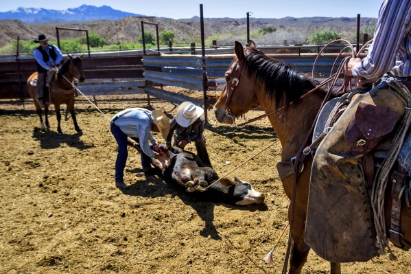 Ranch hands hold the rope and assist as Cliven Bundy, center left, castrates a bull on the Bundy ranch, Tuesday, April 9, 2024, in Bunkerville, NV. Ten years have passed since hundreds of protesters including armed riflemen answered a family call for help which forced U.S. agents and contract cowboys to abandon an effort to round up family cattle in a dispute over grazing permits and fees. Despite federal prosecutions, no family members were convicted of a crime. (AP Photo/Ty ONeil)