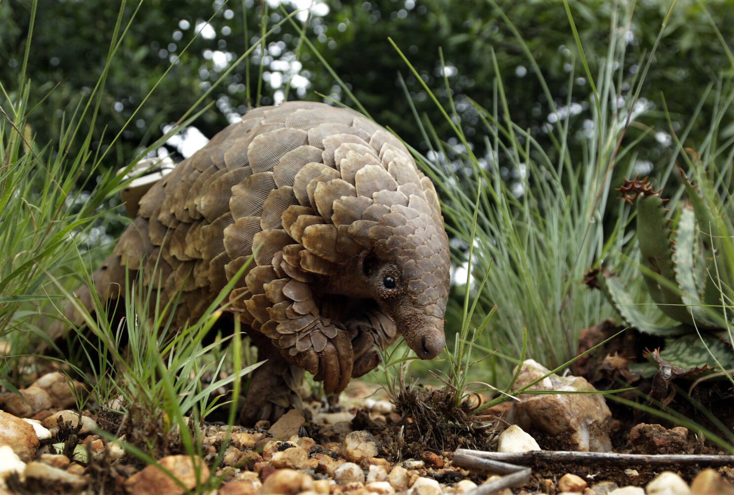 The world's most trafficked mammal is the pangolin. US officials say it's an endangered species