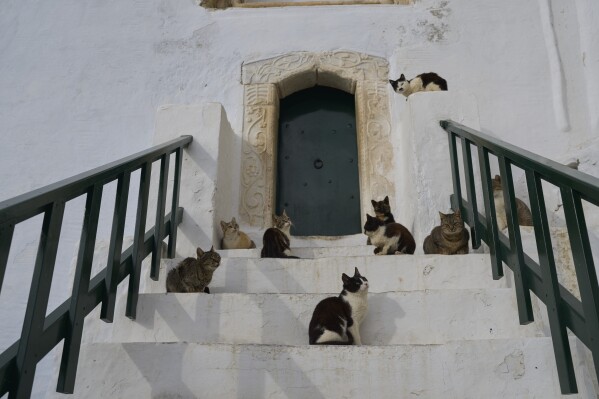 -Gatos do lado de fora da entrada do Mosteiro de Panagia Hozoviotissa, na ilha de Amorgos, Grécia, no sábado, 29 de março de 2025. (Foto AP/Petros Giannakouris)
