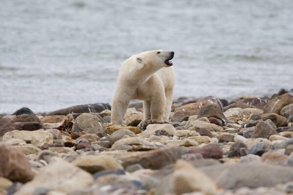 FILE - A male polar bear walks along the shore of Hudson Bay near Churchill, Manitoba, Aug. 23, 2010. Polar bears in Canada's Western Hudson Bay — on the southern edge of the Arctic — are continuing to die in high numbers, a new government survey released Thursday, Dec. 22, 2022, found. (Sean Kilpatrick/The Canadian Press via AP, File)