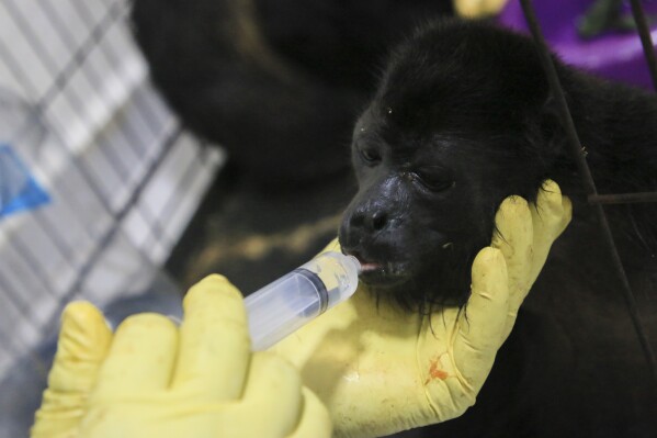 FILE - A veterinarian feeds a rescued young howler monkey amid extremely high temperatures in Tecolutilla, Tabasco state, Mexico, May 21, 2024. Extreme heat in Mexico, Central America and parts of the south of the United States has left millions of people suffocating and strained.  and knocked Mexico's iconic howler monkeys out of trees.  (AP Photo/Luis Sanchez, file)