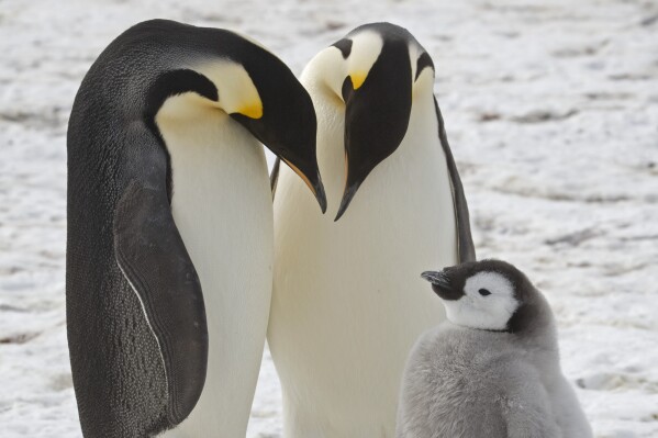 This undated photo provided by the British Antarctic Survey in January 2024 shows adult emperor penguins with a chick near Halley Research Station in Antarctica. Scientists have spotted previously unknown colonies of emperor penguins in new satellite imagery. At least some emperor penguins are moving their colonies as melting ice from climate change threatens breeding grounds. The British Antarctic Survey said Wednesday, Jan. 24, 2024, that the four newly found colonies likely existed for many years, but scientists hadn’t previously spotted them. (British Antarctic Survey via AP)