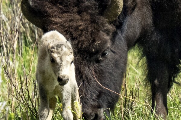A rare white buffalo calf, reportedly born in Yellowstone National Park's Lamar Valley, is shown on June 4, 2024, in Wyo. The birth fulfills a Lakota prophecy that portends better times, according to members of the American Indian tribe who cautioned that it’s also a warning more must be done to protect the earth and its animals. (Erin Braaten/Dancing Aspens Photography via AP)
