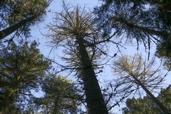 Douglas fir trees that died as a result of insect damage following heat stress are visible in the Willamette National Forest, Ore., Friday, Oct. 27, 2023. As native trees in the Pacific Northwest die off due to climate change, the U.S. Forest Service and others are turning to a strategy called "assisted migration." (AP Photo/Amanda Loman)